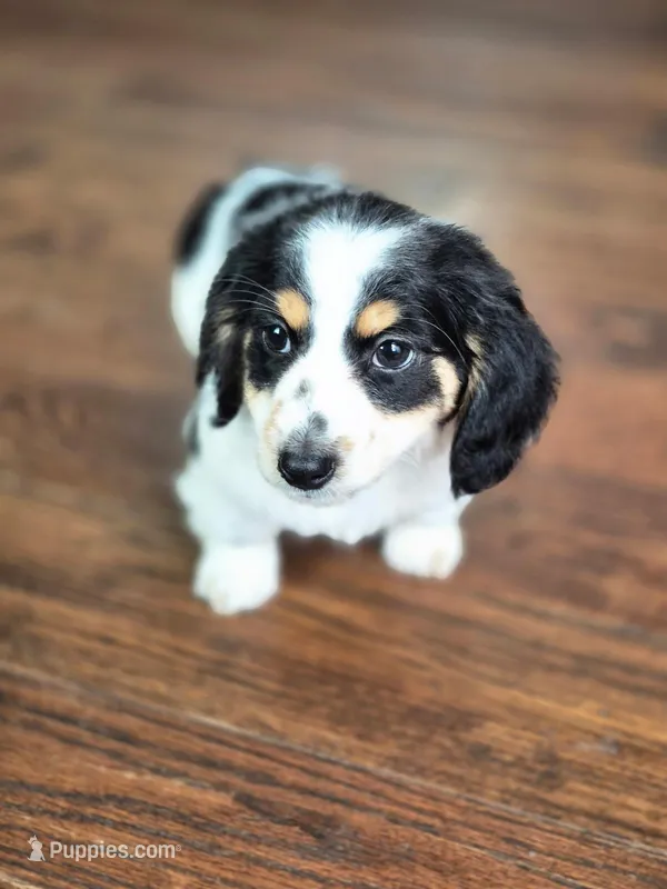 Oreo – Miniature Dachshund puppy for sale in Lancaster, SC