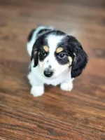 Oreo, a male Miniature Dachshund for sale in Lancaster, SC – Photo 1 of 4