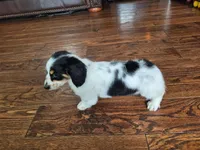 Oreo, a male Miniature Dachshund for sale in Lancaster, SC – Photo 4 of 4