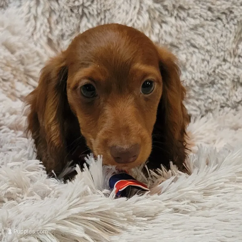 Dexter – Miniature Dachshund puppy for sale in Lancaster, SC