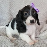 Cali, a female Miniature Dachshund for sale in Lancaster, SC – Photo 3 of 7