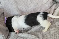 Cali, a female Miniature Dachshund for sale in Lancaster, SC – Photo 7 of 7