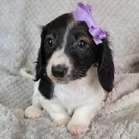 Cali, a female Miniature Dachshund for sale in Lancaster, SC – Photo 6 of 7