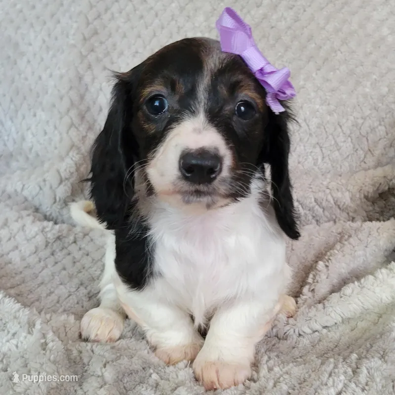 Cali – Miniature Dachshund puppy for sale in Lancaster, SC
