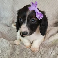 Cali, a female Miniature Dachshund for sale in Lancaster, SC – Photo 5 of 7