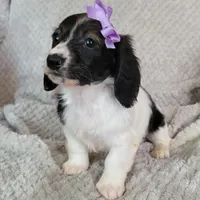 Cali, a female Miniature Dachshund for sale in Lancaster, SC – Photo 2 of 7