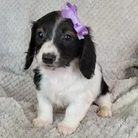 Cali, a female Miniature Dachshund for sale in Lancaster, SC – Photo 4 of 7