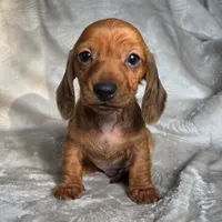 Mason, a male Miniature Dachshund for sale in Lancaster, SC – 6 of 6