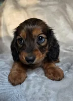Tuttle, a male Miniature Dachshund for sale in Lancaster, SC – 8 of 8