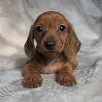 Mason, a male Miniature Dachshund for sale in Lancaster, SC – 4 of 6