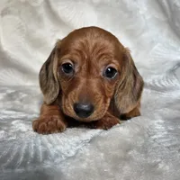 Mason, a male Miniature Dachshund for sale in Lancaster, SC – 1 of 6