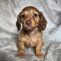 Maci, a female Miniature Dachshund for sale in Lancaster, SC – 3 of 5