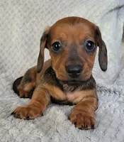 Tot, a male Miniature Dachshund for sale in Lancaster, SC – Photo 1 of 6