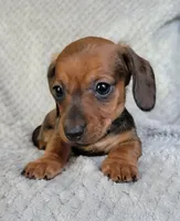 Tot, a male Miniature Dachshund for sale in Lancaster, SC – Photo 2 of 6