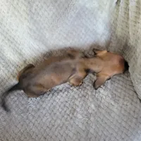 Tot, a male Miniature Dachshund for sale in Lancaster, SC – Photo 6 of 6