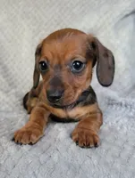Tot, a male Miniature Dachshund for sale in Lancaster, SC – Photo 3 of 6