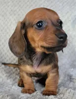 Tot, a male Miniature Dachshund for sale in Lancaster, SC – Photo 4 of 6