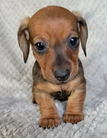 Tot, a male Miniature Dachshund for sale in Lancaster, SC – Photo 5 of 6