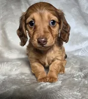 Maci, a female Miniature Dachshund for sale in Lancaster, SC – 2 of 5