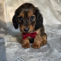 Tuttle, a male Miniature Dachshund for sale in Lancaster, SC – 3 of 8