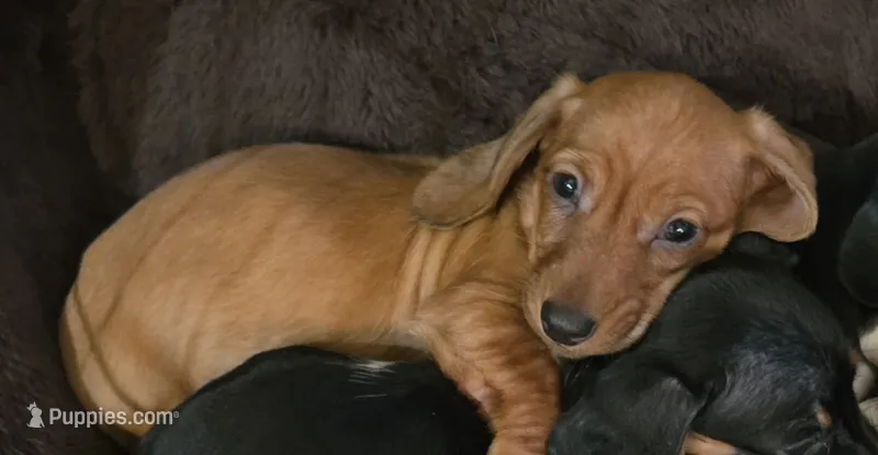 Mason – Miniature Dachshund puppy for sale in Lancaster, SC