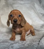 Mason, a male Miniature Dachshund for sale in Lancaster, SC – 3 of 6