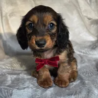 Tuttle, a male Miniature Dachshund for sale in Lancaster, SC – 5 of 8