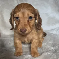 Maci, a female Miniature Dachshund for sale in Lancaster, SC – 4 of 5
