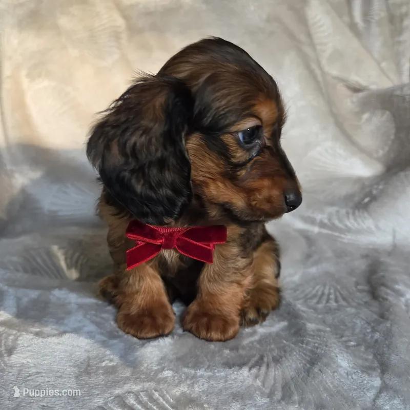Tuttle – Miniature Dachshund puppy for sale in Lancaster, SC