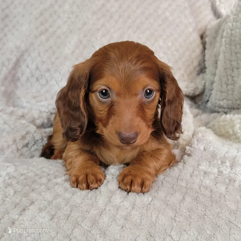 Dexter – Miniature Dachshund puppy for sale in Lancaster, SC