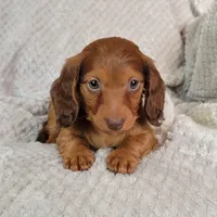Dexter, a male Miniature Dachshund for sale in Lancaster, SC – Photo 1 of 10