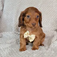 Dexter, a male Miniature Dachshund for sale in Lancaster, SC – Photo 7 of 10