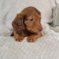 Dexter, a male Miniature Dachshund for sale in Lancaster, SC – Photo 2 of 10