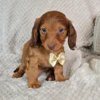Dexter, a male Miniature Dachshund for sale in Lancaster, SC – Photo 9 of 10