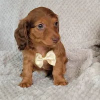 Dexter, a male Miniature Dachshund for sale in Lancaster, SC – Photo 3 of 10