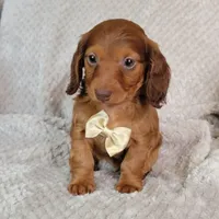 Dexter, a male Miniature Dachshund for sale in Lancaster, SC – Photo 6 of 10