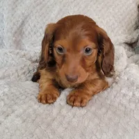 Dexter, a male Miniature Dachshund for sale in Lancaster, SC – Photo 10 of 10