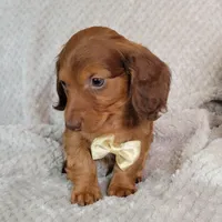 Dexter, a male Miniature Dachshund for sale in Lancaster, SC – Photo 5 of 10