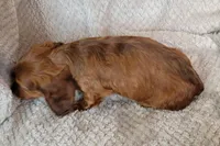 Dexter, a male Miniature Dachshund for sale in Lancaster, SC – Photo 8 of 10