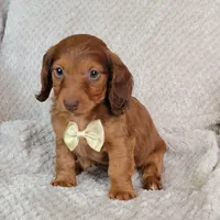 Dexter, a male Miniature Dachshund for sale in Lancaster, SC – Photo 4 of 10
