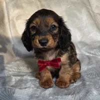 Tuttle, a male Miniature Dachshund for sale in Lancaster, SC – 4 of 8