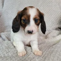 Talia, a female Miniature Dachshund for sale in Lancaster, SC – Photo 7 of 8