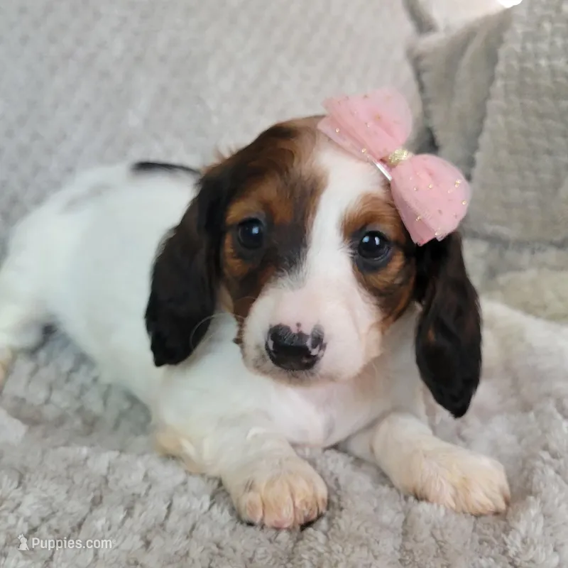 Talia – Miniature Dachshund puppy for sale in Lancaster, SC