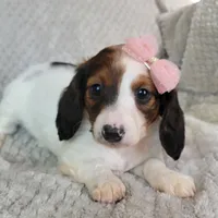 Talia, a female Miniature Dachshund for sale in Lancaster, SC – Photo 1 of 8