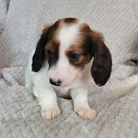 Talia, a female Miniature Dachshund for sale in Lancaster, SC – Photo 6 of 8