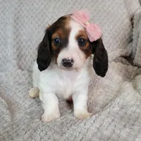 Talia, a female Miniature Dachshund for sale in Lancaster, SC – Photo 4 of 8