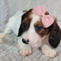 Talia, a female Miniature Dachshund for sale in Lancaster, SC – Photo 3 of 8