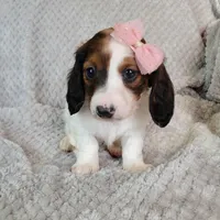 Talia, a female Miniature Dachshund for sale in Lancaster, SC – Photo 8 of 8