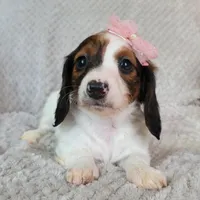 Talia, a female Miniature Dachshund for sale in Lancaster, SC – Photo 2 of 8