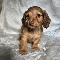 Maci, a female Miniature Dachshund for sale in Lancaster, SC – 5 of 5